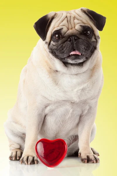 Pug dog and heart — Stock Photo, Image