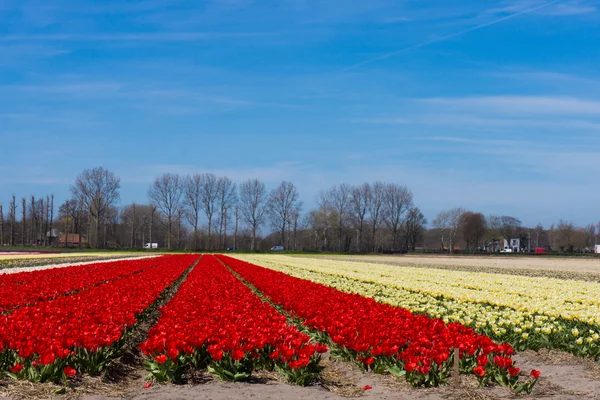 Pola tulipanów. farm tulip kolorowy. — Zdjęcie stockowe