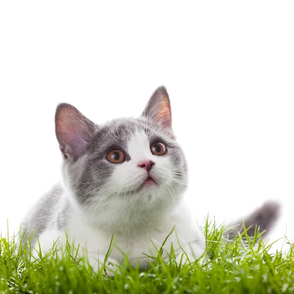 Gato joven en la hierba. —  Fotos de Stock