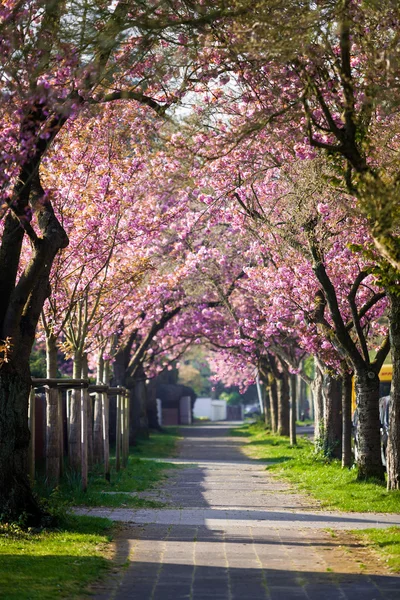 Bello fiore di ciliegio — Foto Stock