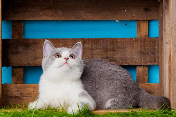 Beau chat couché — Photo