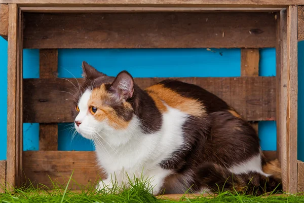 Hermoso gato en caja —  Fotos de Stock