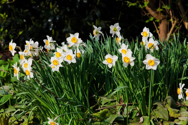 Spring  flowers in the garden — Stock Photo, Image