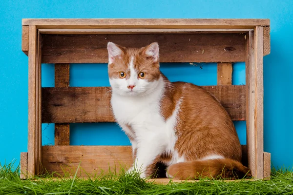 Kutusunda güzel kedi — Stok fotoğraf