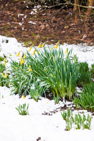 Flores de primavera na neve — Fotografia de Stock