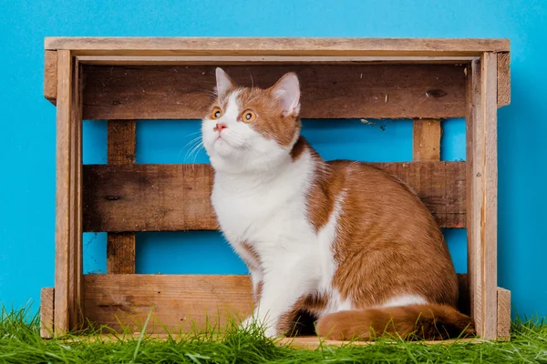 Beautiful cat in box — Stock Photo, Image