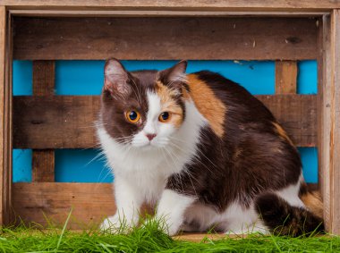 Kutusunda güzel kedi