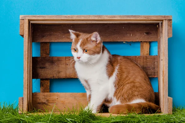 Cute cat in box — Stock Photo, Image