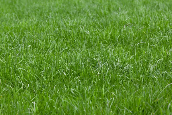 Textur des grünen Grases — Stockfoto