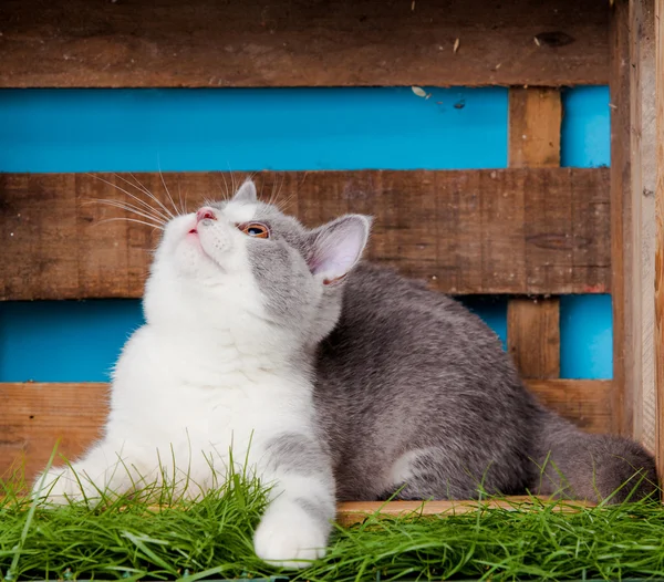 Kutusunda sevimli kedi — Stok fotoğraf