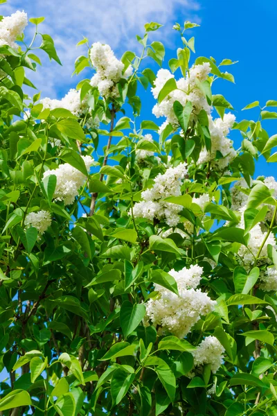 Flores de lilas blancas — Foto de Stock