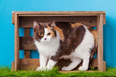 kutusunda sevimli kedi