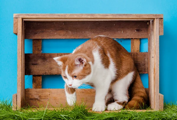 Lindo gato en caja Imágenes De Stock Sin Royalties Gratis