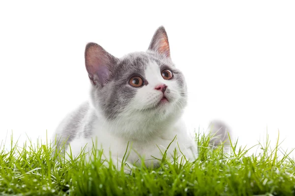 Gato joven en la hierba. —  Fotos de Stock