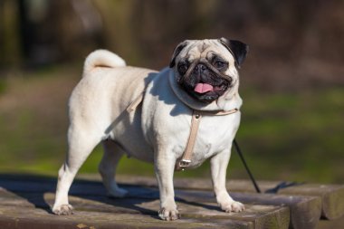 şirin pug köpek