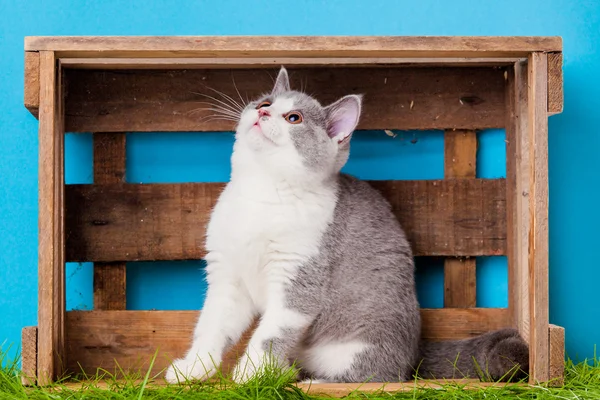 Kutusunda sevimli kedi — Stok fotoğraf