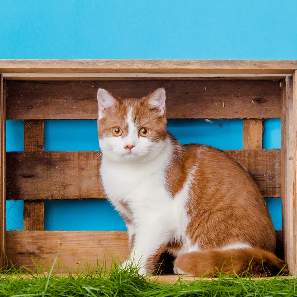 Mignon chat dans la boîte — Photo