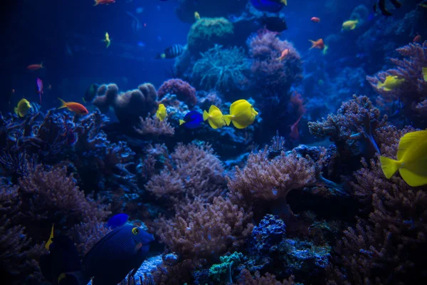 Tropical fishes in coral reef — Stock Photo, Image