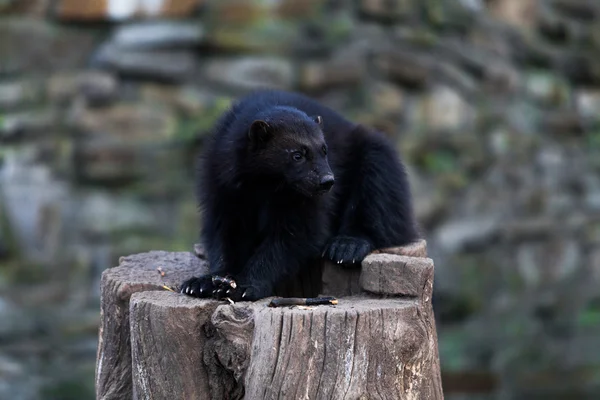 Czarny Wolverine w zoo — Zdjęcie stockowe