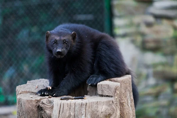 Czarny Wolverine w zoo — Zdjęcie stockowe