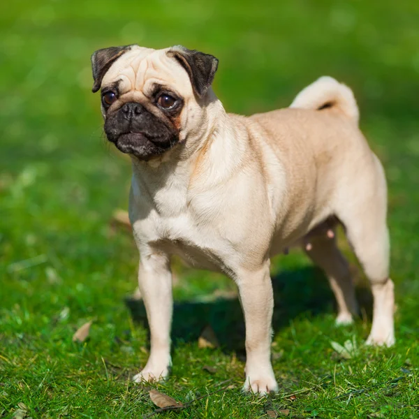 Söt mops hunden — Stockfoto