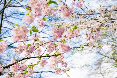 ağaç üzerinde pembe çiçekler