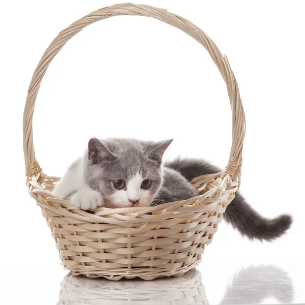 Roztomilý kočka v košíku — Stock fotografie