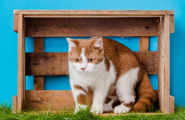 Cute cat in box — Stock Photo, Image