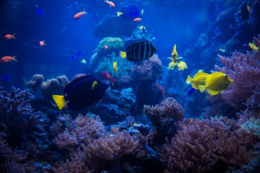 Mercan kayalığı tropikal balıkların