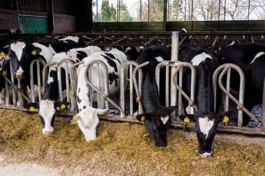 Bir çiftlikte süt inekleri