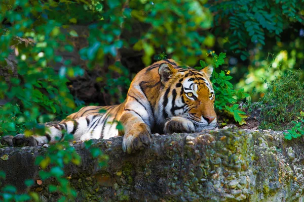 Schöner Tiger im Zoo — Stockfoto