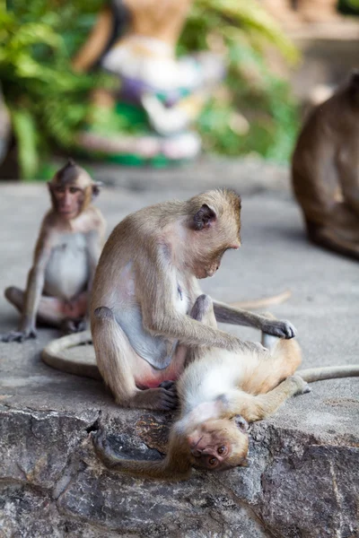 Cute monkey family — Stock Photo, Image