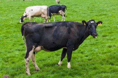 Çayırda otlayan inek