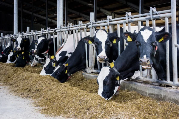 Vacas leiteiras em uma fazenda — Fotografia de Stock