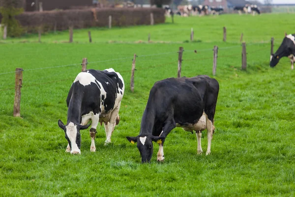 Pâturage de vaches sur une prairie — Photo