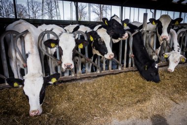 Bir çiftlikte süt inekleri