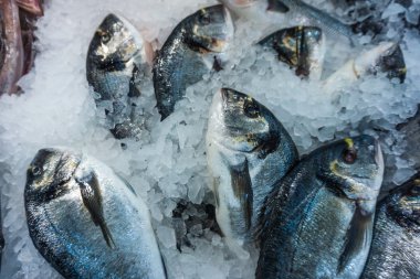 Pazarda taze çiğ balık.