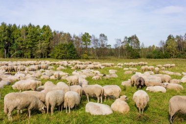 Herd of sheep on field clipart
