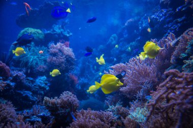 Mercan kayalığı tropikal balıkların