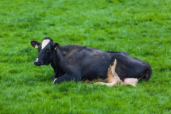 Vacca da latte al pascolo sul prato . — Foto Stock