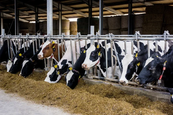 Vacas leiteiras em uma fazenda — Fotografia de Stock