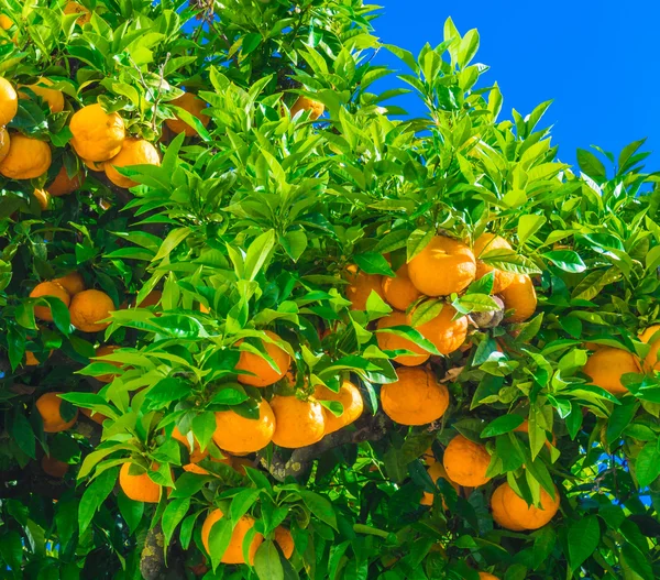 Κλαδιά δέντρου πορτοκαλί — Φωτογραφία Αρχείου