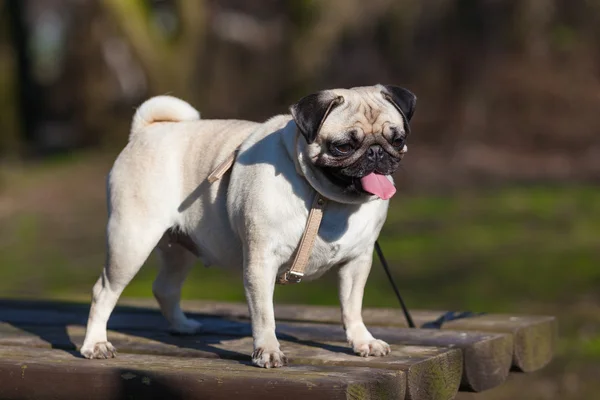 Şirin pug köpek — Stok fotoğraf