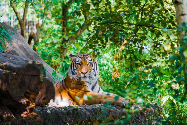 Schöner Tiger im Zoo — Stockfoto