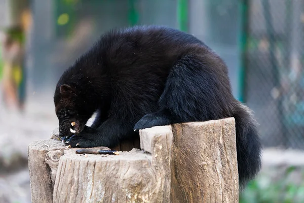 Siyah Wolverine Hayvanat Bahçesi — Stok fotoğraf