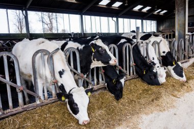 Bir çiftlikte süt inekleri