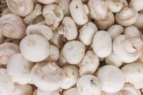 신선한 champignons, 버섯 — 스톡 사진