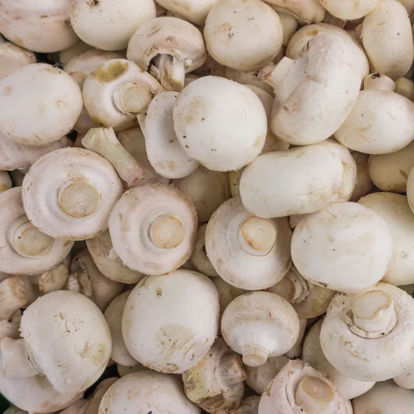 Fresh champignons, mushrooms — Stock Photo, Image