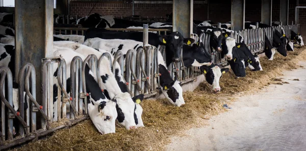 Vaches laitières dans une ferme — Photo