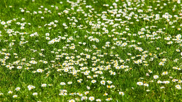 Campo de flores de margarida. — Fotografia de Stock